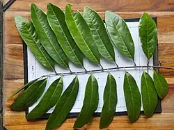 Compound leaf