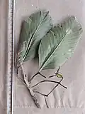 Twig with flower
