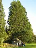 Wellingtonia specimen tree behind refurbished summer house