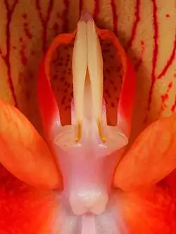 The column of the flower corresponds to the fusion of both male and female parts