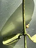 Flower bud of Dischidia puberula and roots from node. Guam