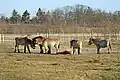 Przewalski's horse