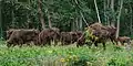 Wisent