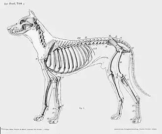 Lateral view of a dog skeleton