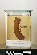 Segment of dog ileum