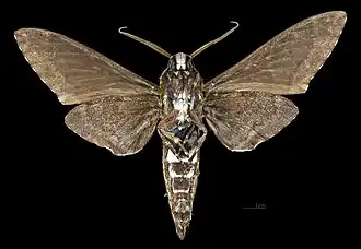 Male ventral