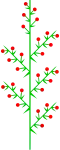 Heterothetic compound raceme