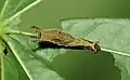 fifth instar caterpillar