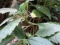 Flower structure and leaves.