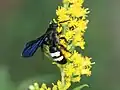 S. bicincta female in North Carolina.