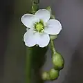 "flowers"