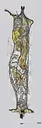 Larva under compound microscope