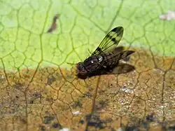 Drosophila villosipedis