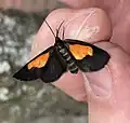 Drymoea veliterna, Colombia