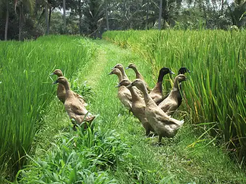 Ducks with free access to rice paddies in Bali, Indonesia provide additional income and manure the fields, reducing the need for fertilizer.[10]