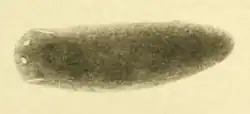 A short, dark flatworm with two white eyes