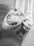 Tail-biting beast - north side of chancel
