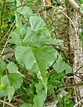leaves
