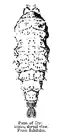 Pupa