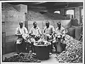 Four seated men holding large pieces of gum resin, scraping the outsides.