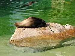 Brown fur seal