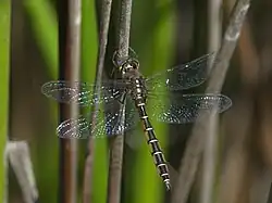 Male