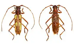 Species specimen