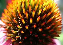 Close-up showing many individual flowers comprise the flowerhead