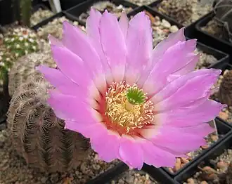 Flower