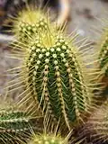 Plant closeup