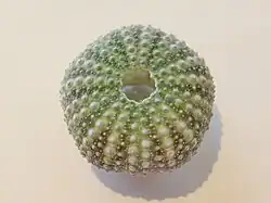 Echinostrephus molaris dried test