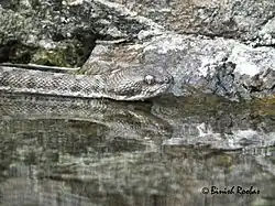 Echis omanensis from Wadi Wurrayah.