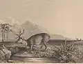 Edward Radclyffe, Stag at the Edge of a Pond, Yale Center for British Art