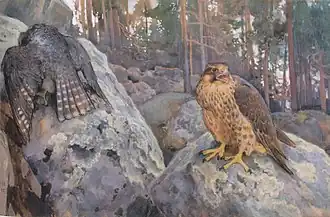Falcons in the Forest, 1895
