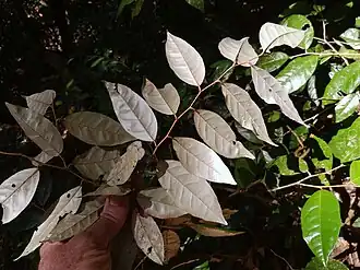 Leaf underside