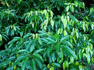 Foliage