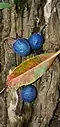 Leaf and ripe fruits. Dededo, Guam