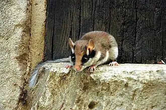 Brown and white dormouse