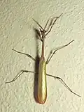 Adult male