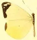 E. l. psamanthe female