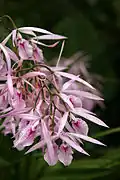 Encyclia adenocaula flowers