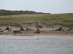 By the 21st century the islands had become the primary breeding location of New Zealand sea lions.