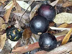 Large fruit of Endiandra globosa