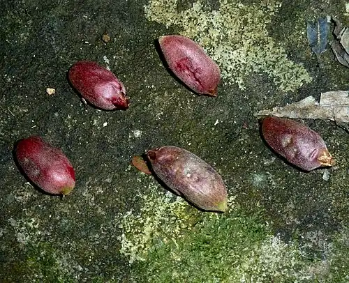 fruit: a berry containing 1 seed