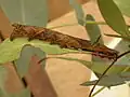 Larva