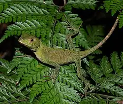 Enyalius perditus