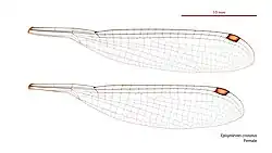 Female wings
