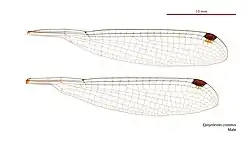 Male wings