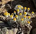 var. bloomeri