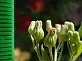 Flower heads with few (5-6(7)) inner phyllaries at the sides, unhairy or sparsely so, petals poorly protruding, often having a purpled tinge.